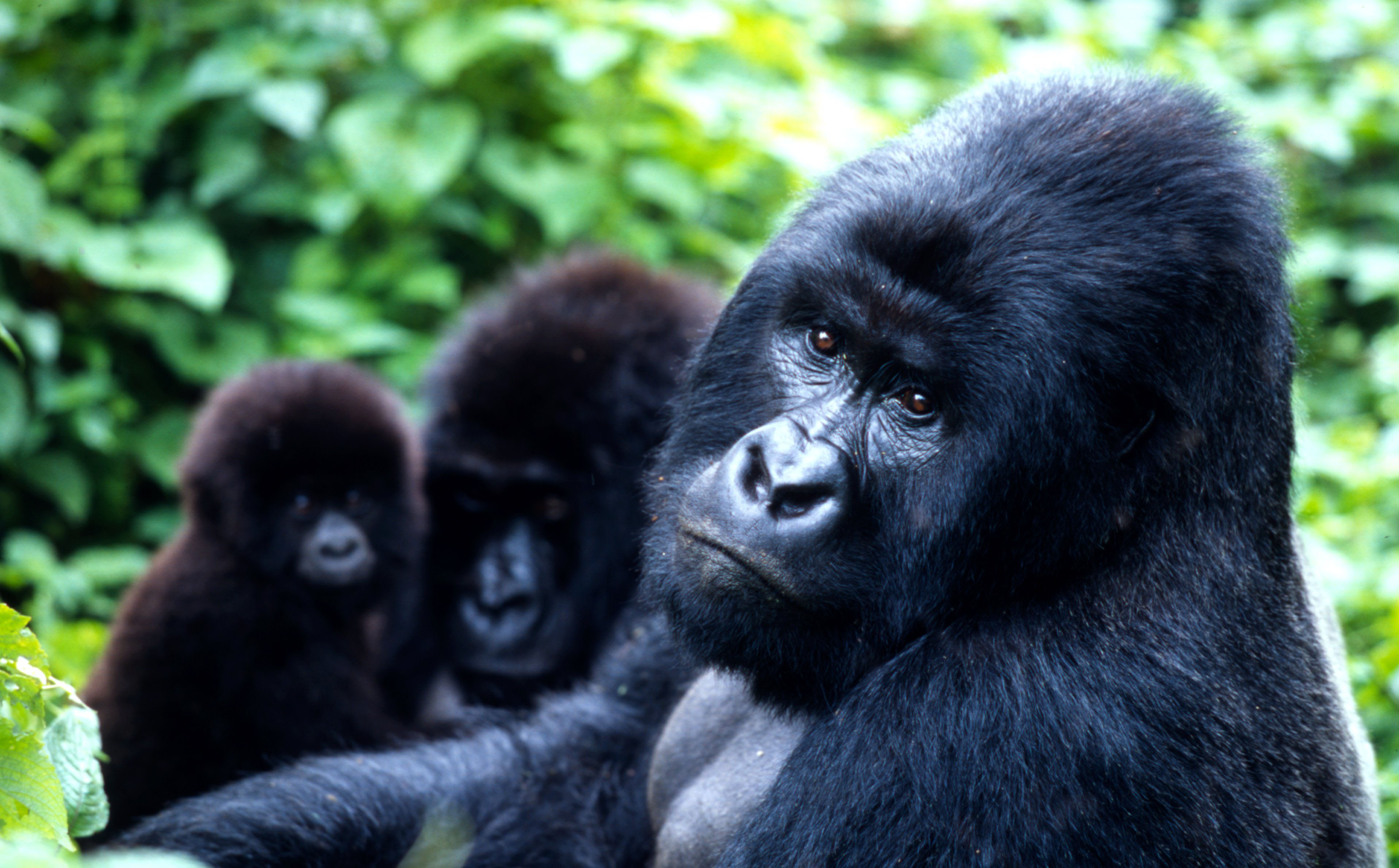 Mountain Gorilla Population Chart